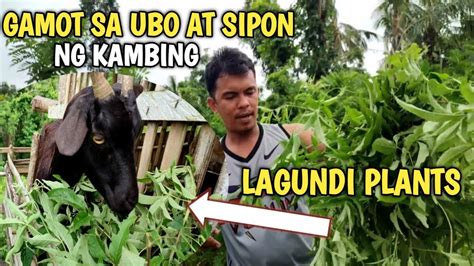 gamot sa ubo ng kambing|Mga Mabisang Gamot Sa Ubo .